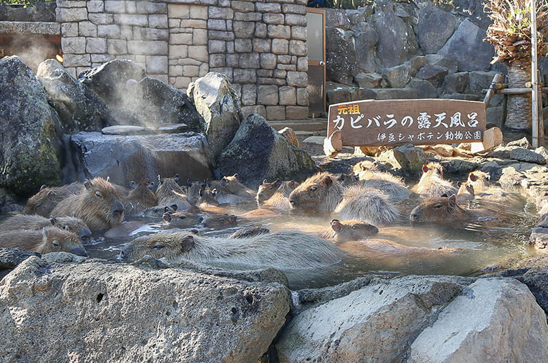 元祖カピバラの露天風呂