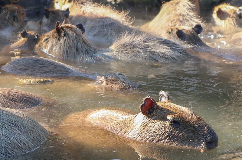 元祖カピバラの露天風呂