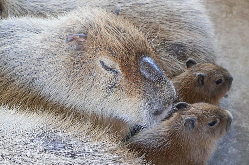 カピバラ虹の広場
