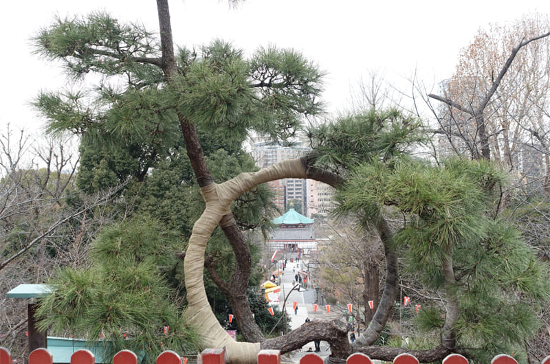 月の松越しに見える不忍池辯天堂