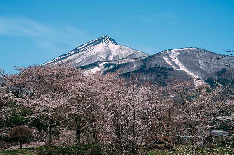 磐梯山と桜