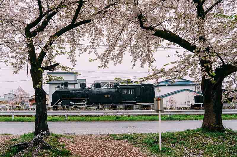 日中線しだれ桜とSL