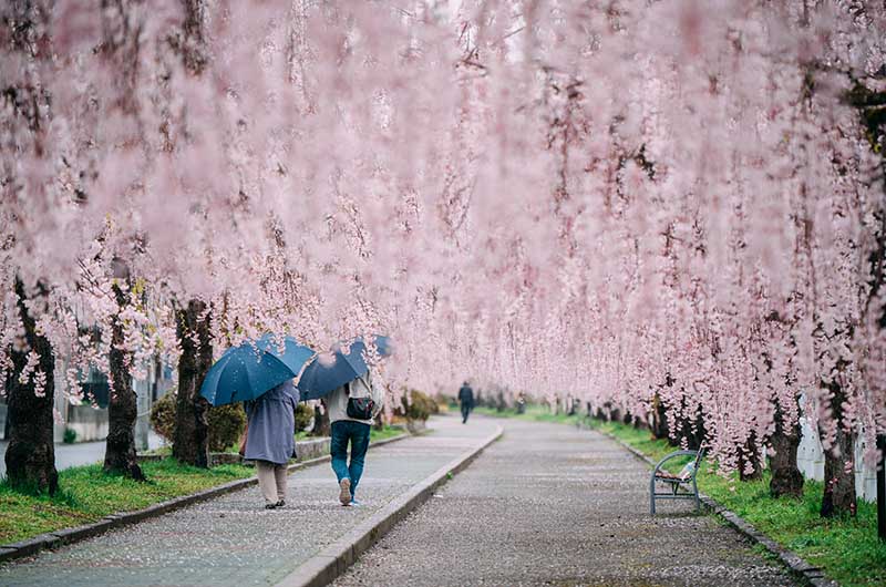 桜のトンネルを歩くカップル
