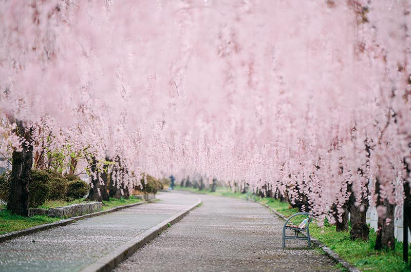 桜のトンネル
