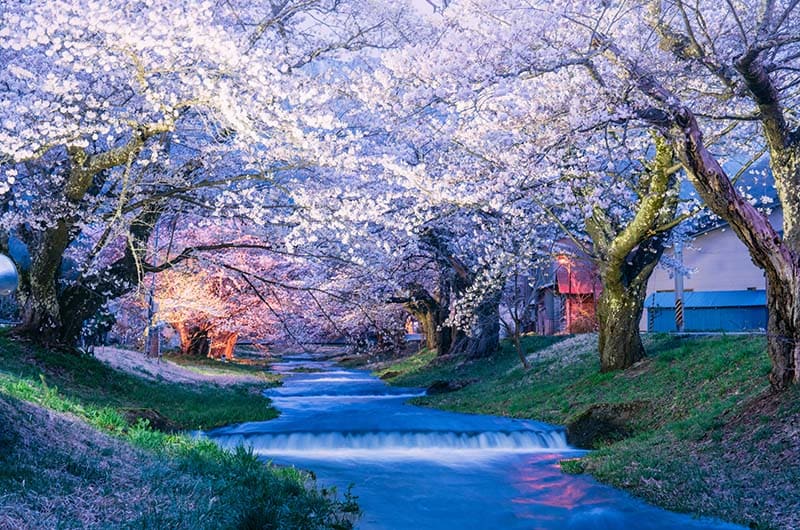 観音寺川の桜並木のライトアップ