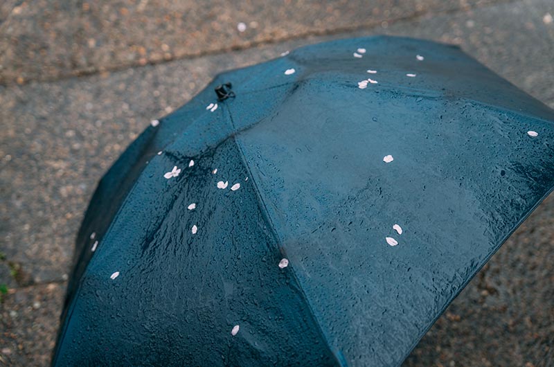 傘についた花びら