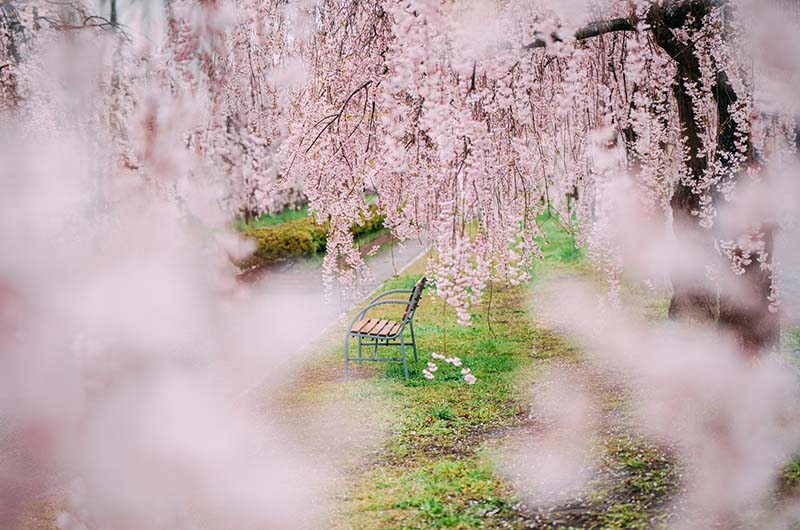 日中線しだれ桜並木