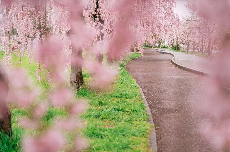 日中線しだれ桜並木