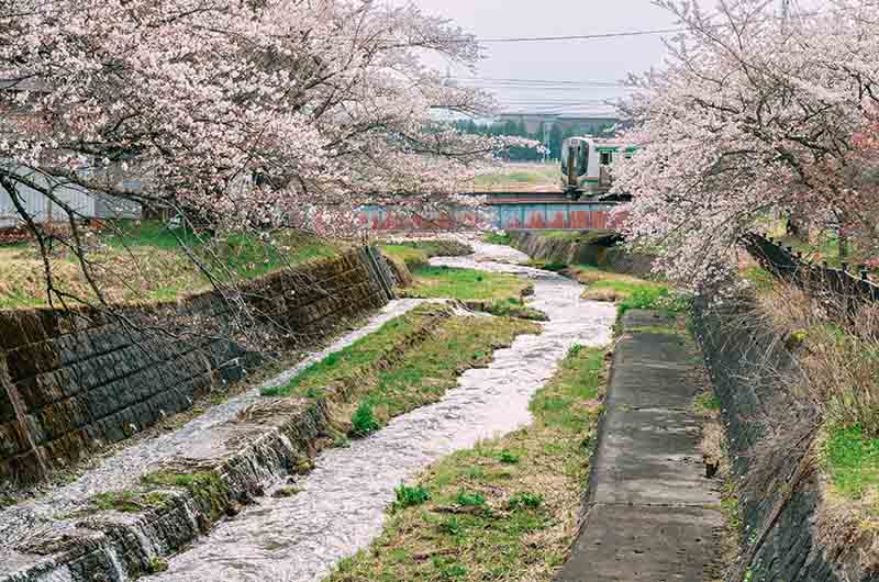 観音寺川の桜並木と列車