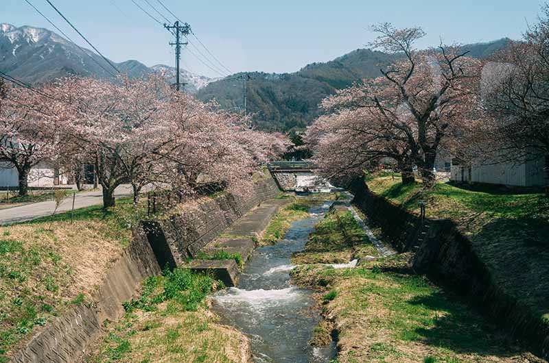 車窓から望む観音寺川桜並木
