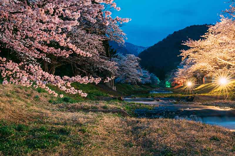 観音寺川の桜並木のライトアップ
