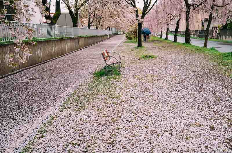 日中線しだれ桜並木