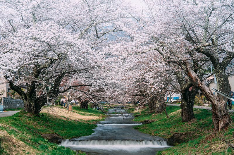 観音寺川の桜並木