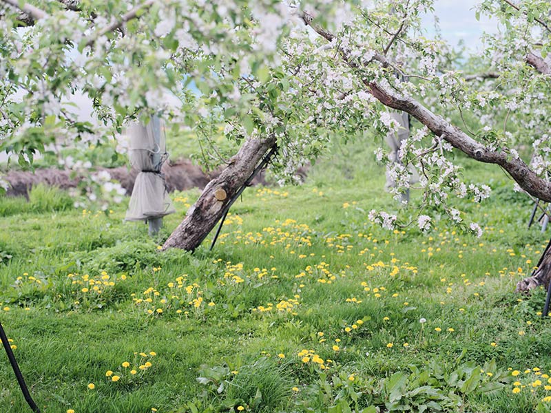 津軽大沢駅周辺　りんご畑