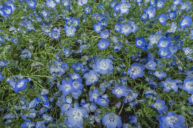 神戸市立須磨離宮公園