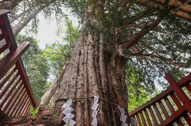 御神木のいちい