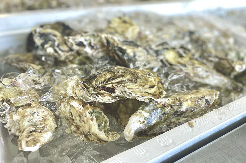 寺泊中央水産　岩ガキ