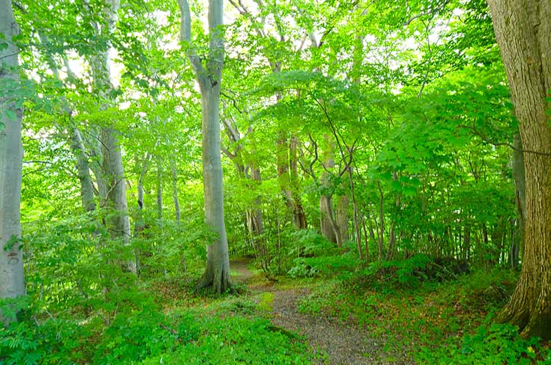 ブナ林