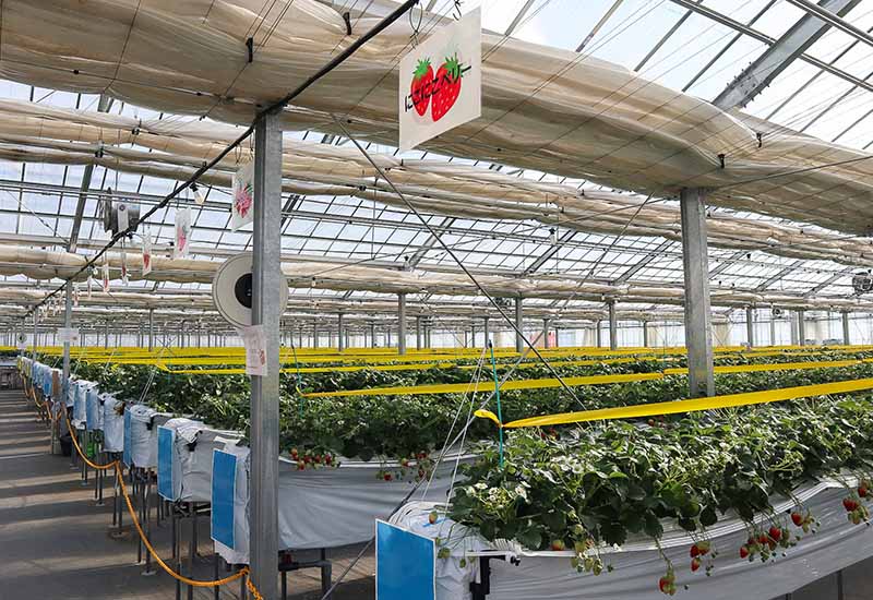 ビニールハウスの中