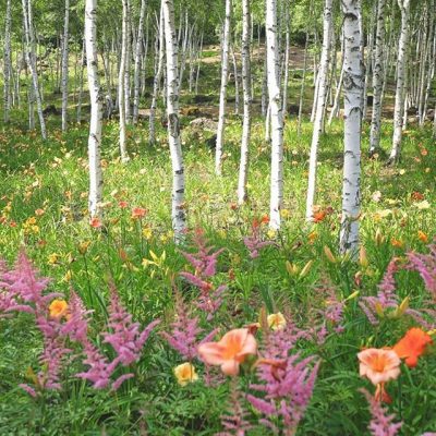 八ヶ岳富士見高原リゾート　富士見町