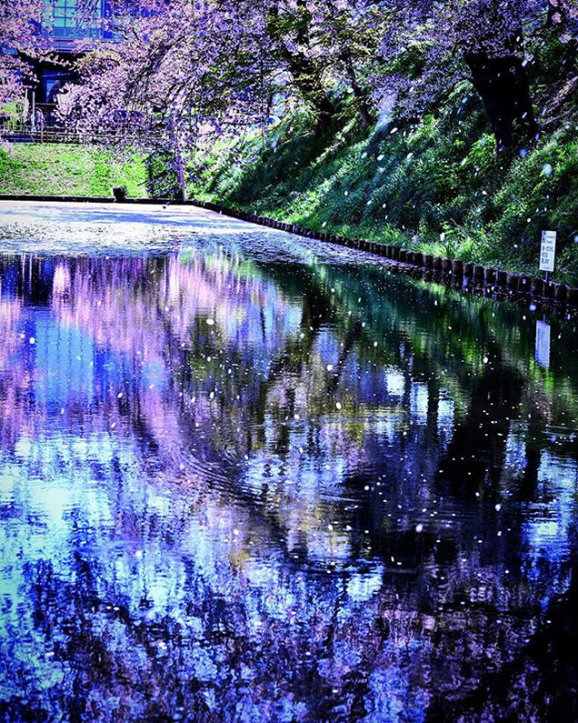 弘前さくらまつり