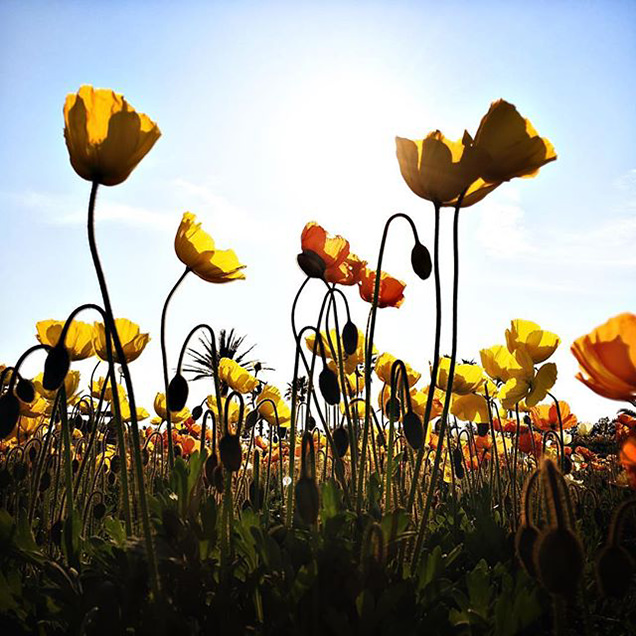 南房総　ポピー