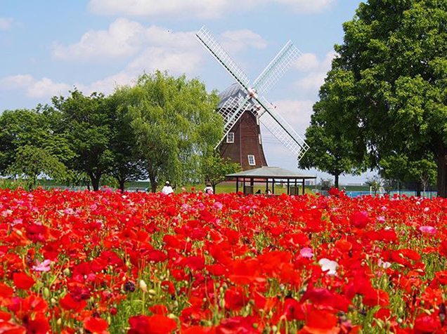 あけぼの山農業公園　ポピー畑