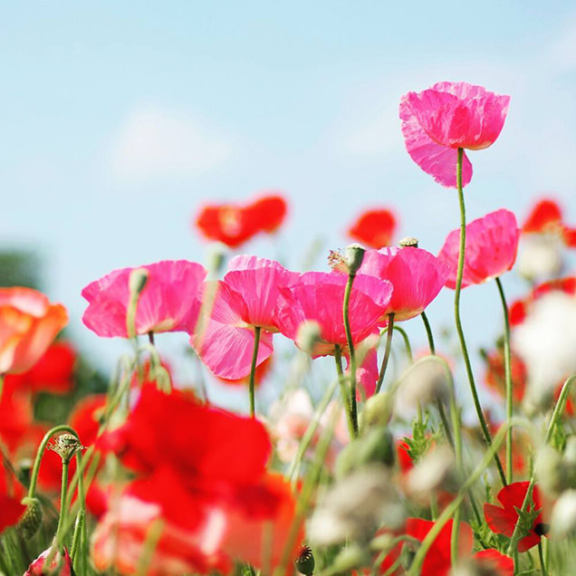 三里塚さくらの丘　ポピー