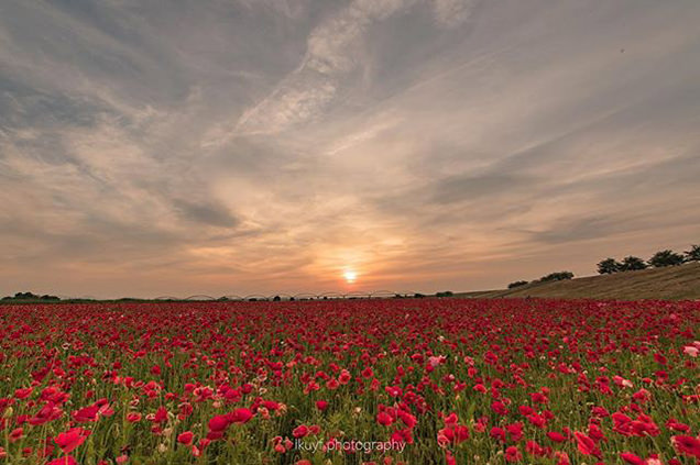 ポピー・ハッピースクエア　夕暮れのポピー畑