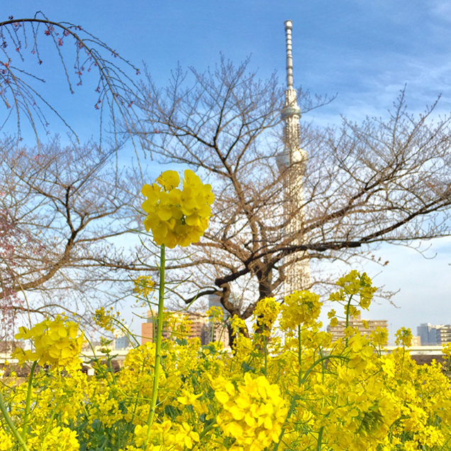 隅田川沿い　菜の花とスカイツリーと桜