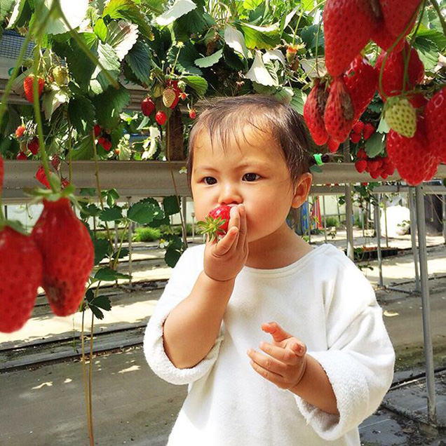 いちごを食べる子ども