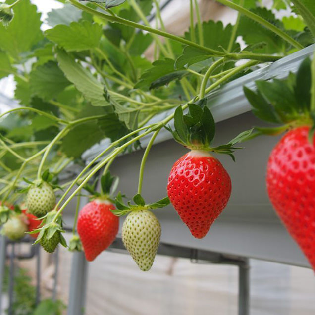 真っ赤ないちご