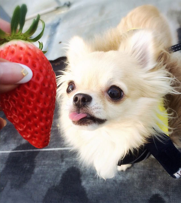 いちごと犬