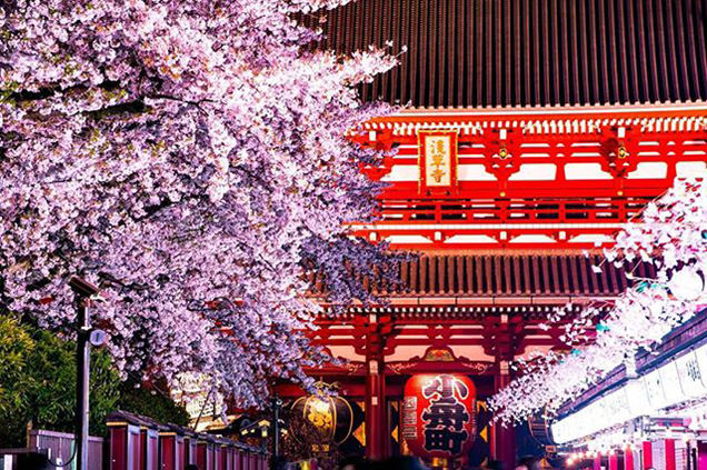 浅草寺の桜