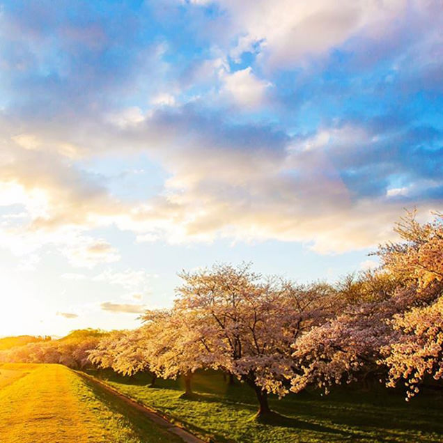 雫石川園地の桜