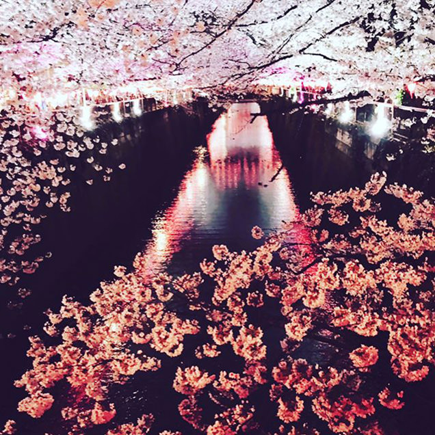 目黒川の桜