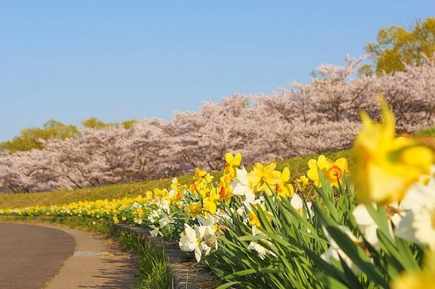 雫石川園地の桜