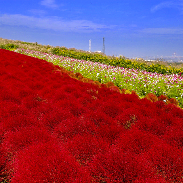 国営ひたち海浜公園のコキアとコスモス