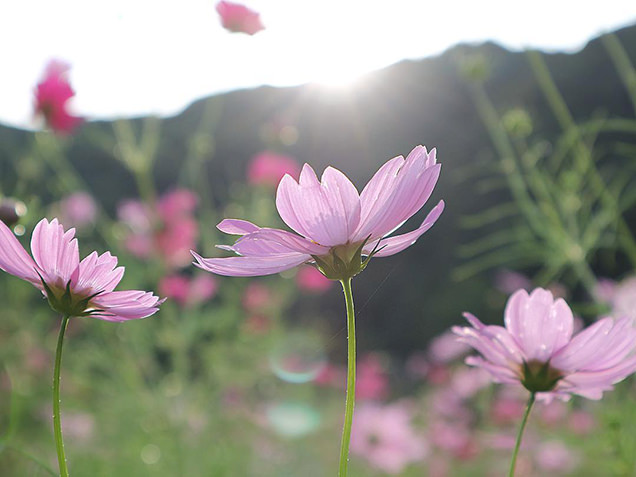 くりはま花の国　コスモスまつり