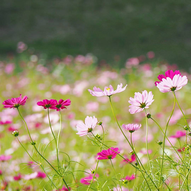 くりはま花の国　コスモス畑