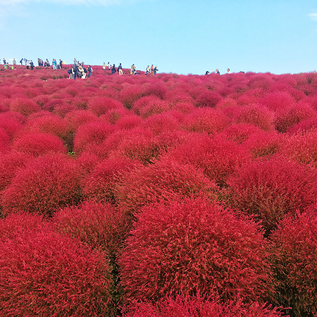 国営ひたち海浜公園のコキア