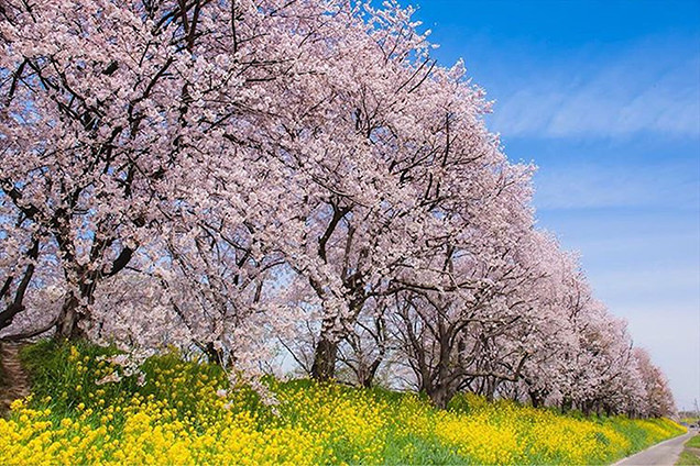 さくら堤公園　菜の花と桜のコラボ