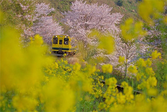 桜のトンネルを走るいすみ鉄道