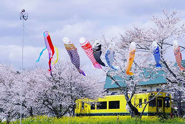 菜の花と桜といすみ鉄道