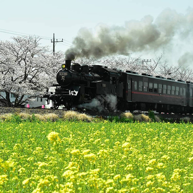 桜と菜の花の間を走る真岡鐵道のSL