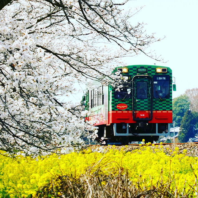 桜と菜の花と真岡鐵道