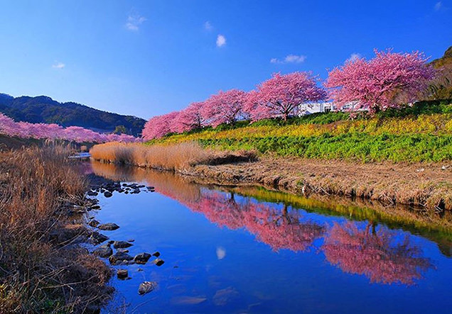 青野川　河津桜
