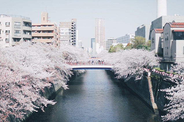 目黒川の桜