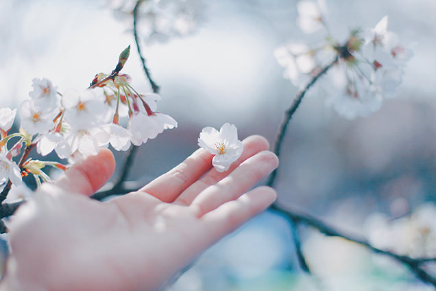 桜　写真