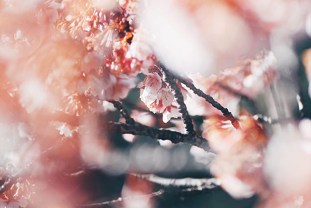 桜　前ボケの写真